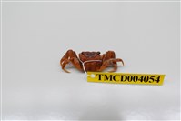 藏品(角額仿相手蟹)的圖片